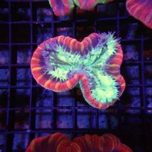 Fiji Trachyphyllia