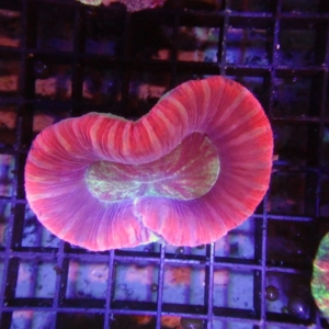 Fiji Trachyphyllia