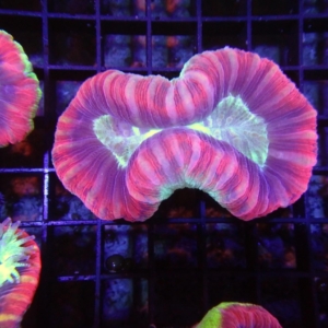 Fiji Trachyphyllia