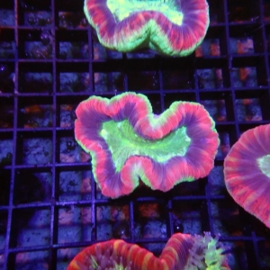 Fiji Trachyphyllia