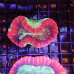 Fiji Trachyphyllia