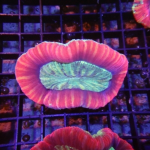 Fiji Trachyphyllia