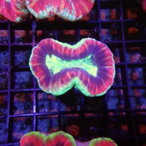 Fiji Trachyphyllia