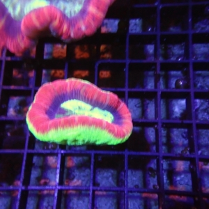 Fiji Trachyphyllia