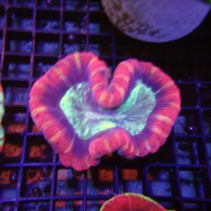 Fiji Trachyphyllia