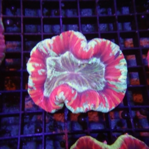 Fiji Trachyphyllia