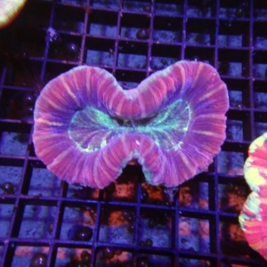 Fiji Trachyphyllia
