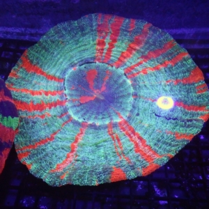 Acanthophyllia