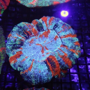 Acanthophyllia