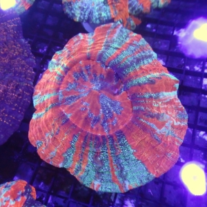 Acanthophyllia