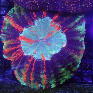 Acanthophyllia