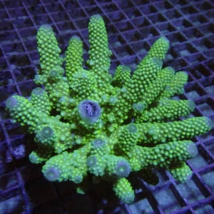 Fiji Acropora
