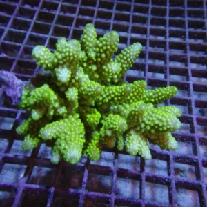Fiji Acropora