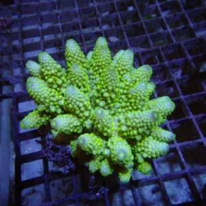 Fiji Acropora