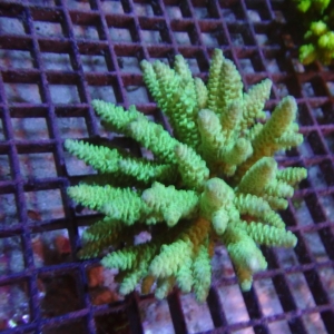 Fiji Acropora