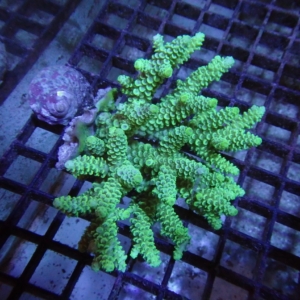 Fiji Acropora
