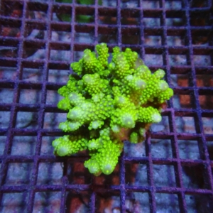 Fiji Acropora
