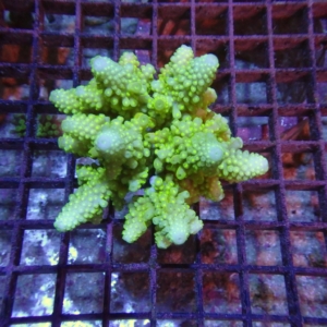 Fiji Acropora