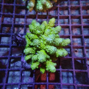 Fiji Acropora