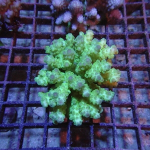 Fiji Acropora