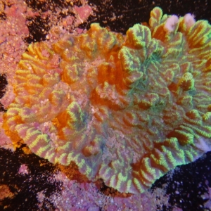 Merulina