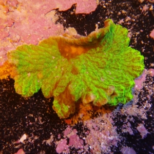 Merulina