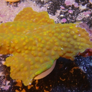 Yellow Turbinaria