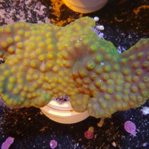Yellow Turbinaria