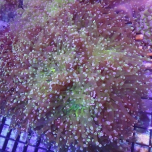 Frogspawn (Referential photo, lots available)