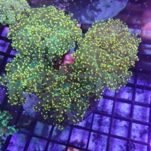 Frogspawn (Referential photo, lots available)