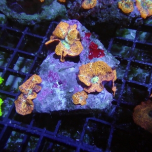 Orange Mushroom