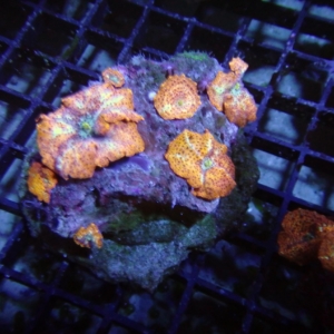Orange Mushroom