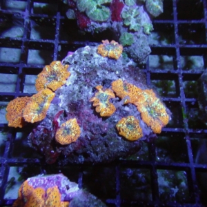Orange Mushroom