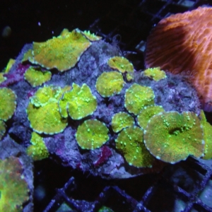 Multicolor Mushroom Rock