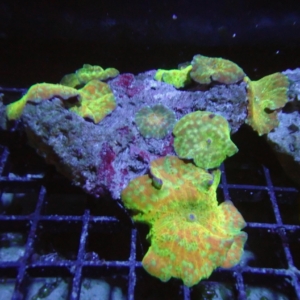Multicolor Mushroom Rock