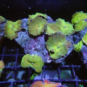 Multicolor Mushroom Rock