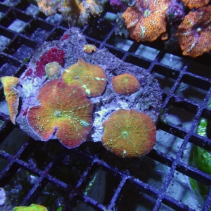 Multicolor Mushroom Rock