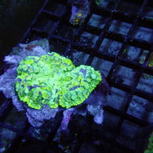 Rhodactis