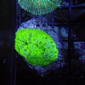Rhodactis