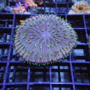 Plate Coral