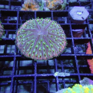 Plate Coral