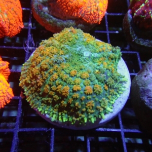Mushroom