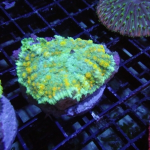 Mushroom