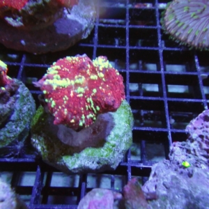 Mushroom