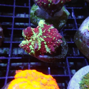 Mushroom