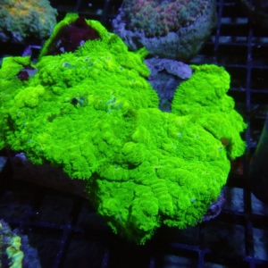 Mushroom