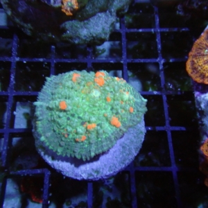 Mushroom
