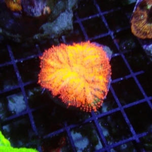 Mushroom
