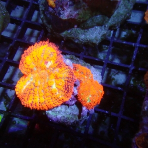 Mushroom
