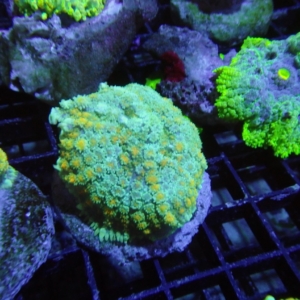 Mushroom